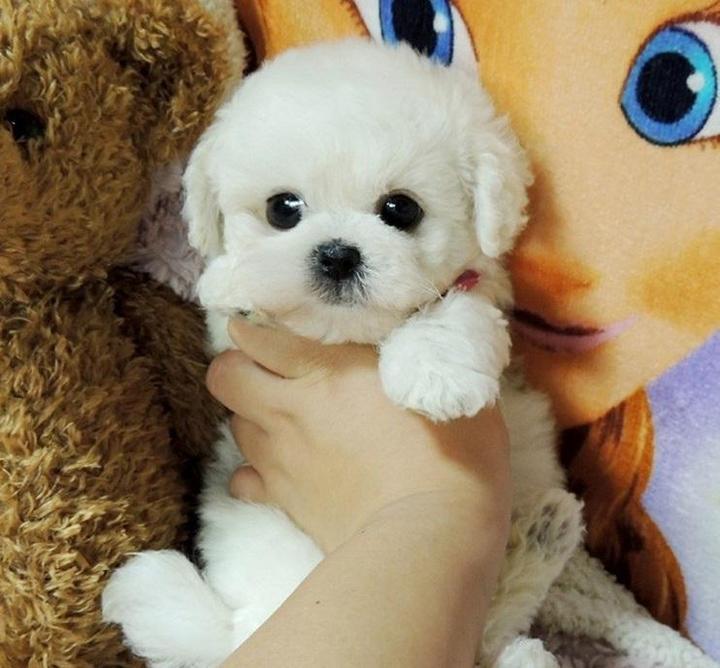CuddlePup™ 2.0 - Une poupée réaliste en forme de chiot