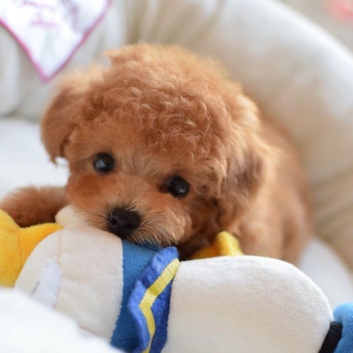 CuddlePup™ 2.0 - Une poupée réaliste en forme de chiot