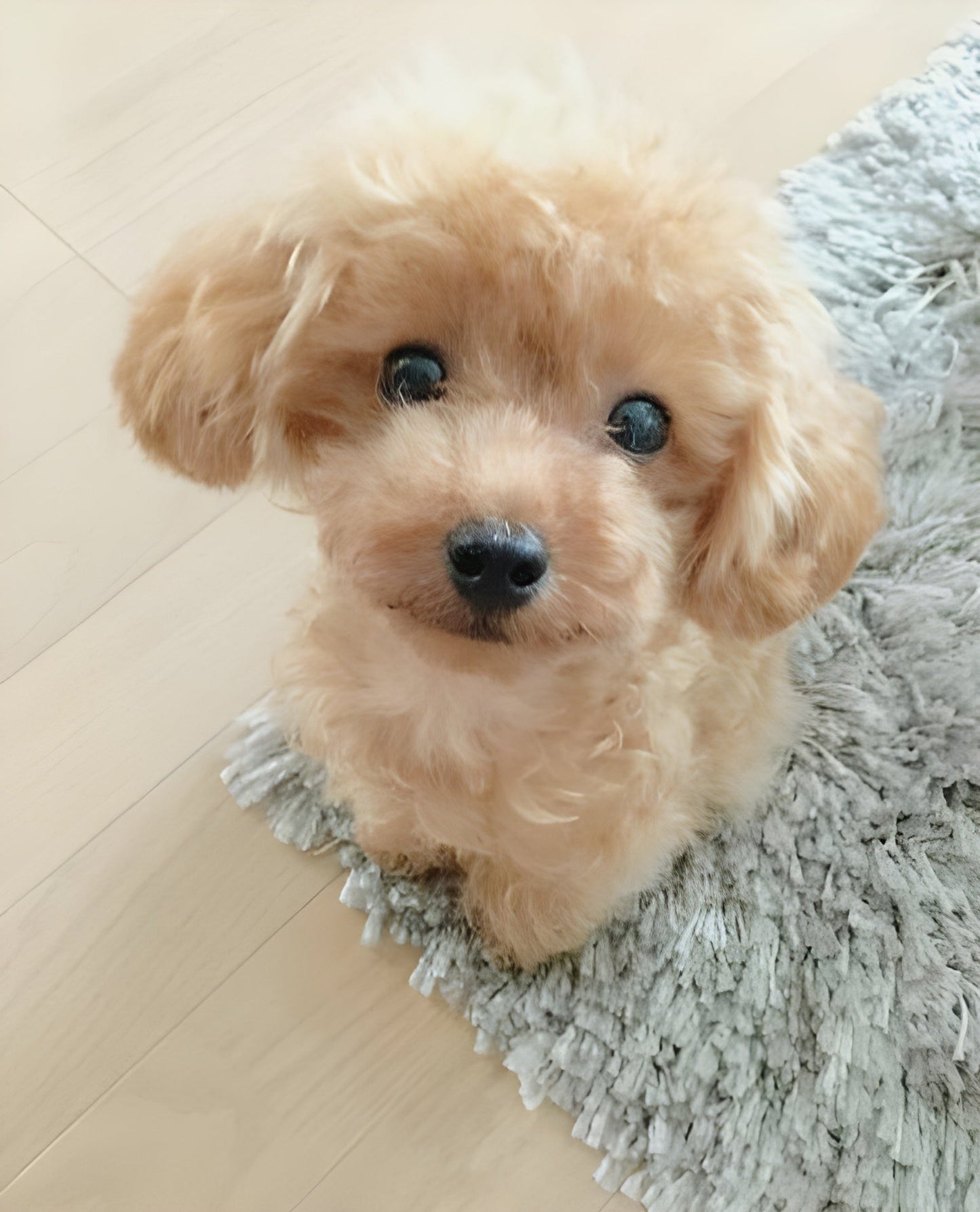CuddlePup™ 2.0 - Une poupée réaliste en forme de chiot