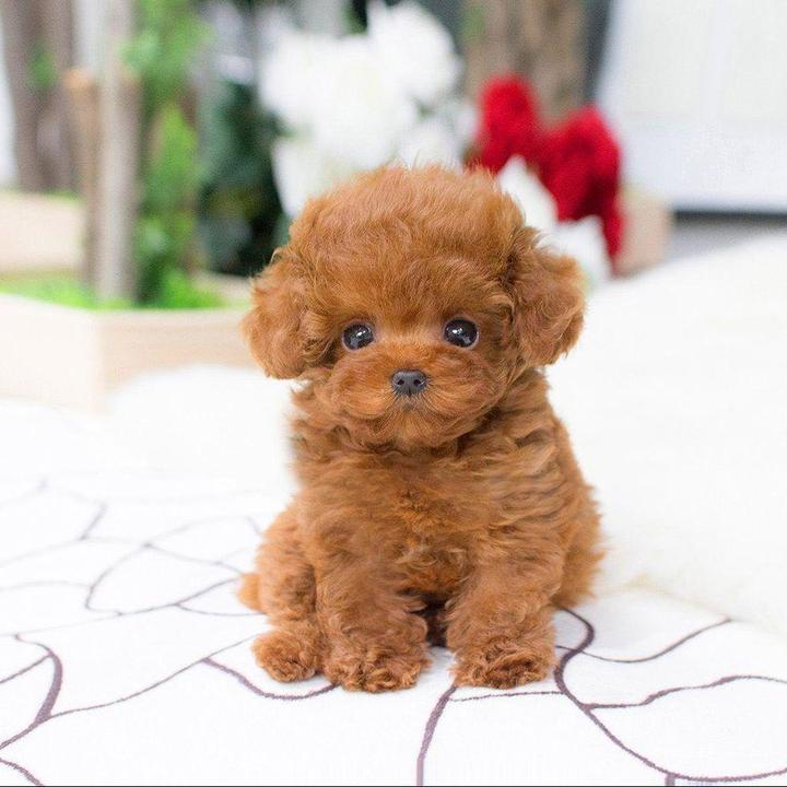 CuddlePup™ 2.0 - Une poupée réaliste en forme de chiot
