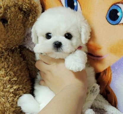 CuddlePup™ 2.0 - Une poupée réaliste en forme de chiot
